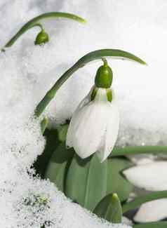 雪花莲花雪