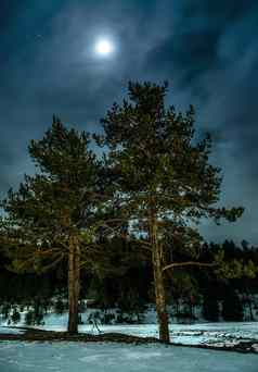 松树晚上森林月亮晚上