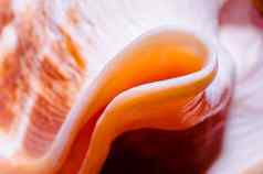 片段大海洋海贝摘要纹理橙色Mac