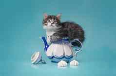 虎斑小猫坐着画瓷茶壶棉花糖