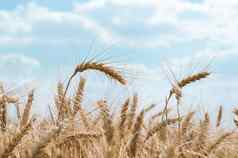 小穗小麦场农场蓝色的天空