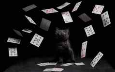 玩卡片秋天小猫坐着黑色的表格