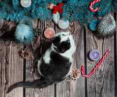 一年平躺灰色的白色小猫木地板上圣诞节装饰蓝色的冷杉分支机构