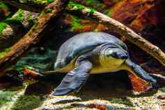 美丽的特写镜头猪鼻子乌龟游泳水下濒临灭绝的动物specie澳大利亚