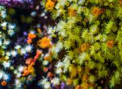 色彩斑斓的地毯zoantharia海海葵宏特写镜头海洋生活背景