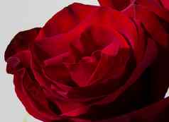 红色的玫瑰花特写镜头玫瑰花瓣宏照片花束玫瑰浪漫的温柔的照片礼物女孩