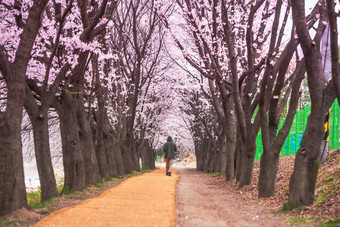 首尔韩国4月seoul’s樱桃花朵节<strong>日韩</strong>国美丽的风景摄影师首尔韩国4月