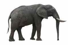 非洲大象象牙大耳朵减少白色