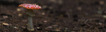 飞<strong>木耳</strong>红色的蘑菇