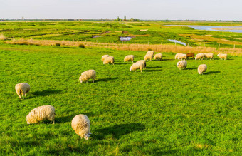 羊放牧牧场沙克卢圩田托伦城市农村景观泽兰荷兰