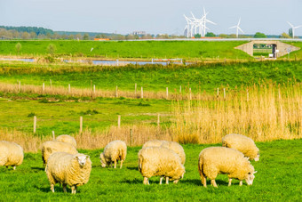 放牧羊牧场沙克卢圩田托伦城市农村景观泽兰荷兰