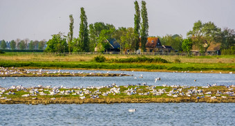 大群海鸥农村建筑沙克卢圩田托伦自然储备泽兰荷兰