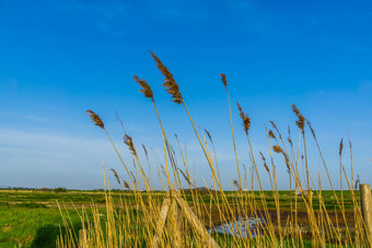 高草蓝色的天空沙克卢圩田托伦自然风景泽兰荷兰