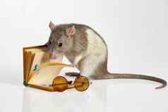 阅读老鼠