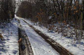 新鲜的视图雪落叶森林污垢路黄色的猫冬天扎维特小镇