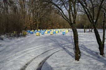 雪视图养蜂场蜜蜂蜂巢冬天场落叶森林扎维特小镇