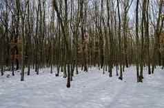 新鲜的视图雪落叶森林冬天扎维特小镇