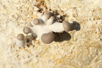 王牡蛎蘑菇底物