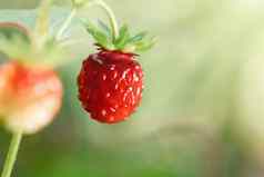 小野生草莓布什夏天森林