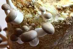 王牡蛎蘑菇