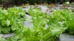 绿色有机生菜花园清洁有机农业概念