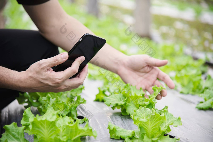 农场男人。工作有机生菜花园聪明的农场人清洁有机农业概念