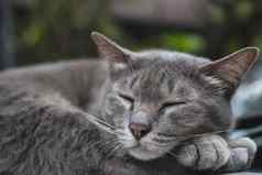 可爱的睡觉猫泰国首页宠物La2车国内动物概念