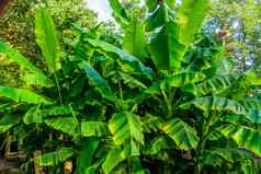 特写镜头香蕉植物热带花园自然园艺背景