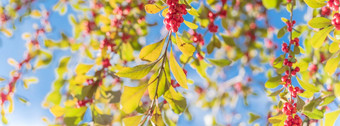 全景美丽的德州美洲冬青冬青蜕膜红色的水果树分支机构阳光明媚的秋天一天