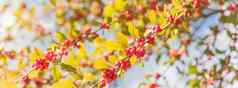 全景美丽的德州美洲冬青冬青蜕膜红色的水果树分支机构阳光明媚的秋天一天