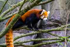 红色的熊猫站树分支可爱的小熊猫脆弱的动物specie亚洲