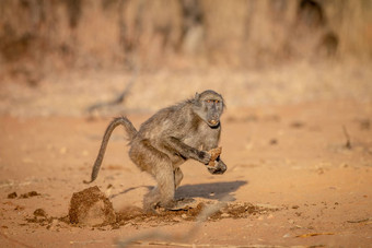 大狒狒狒狒运行块食物