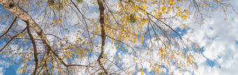全景查找视图充满活力的黄色的枫木叶子秋天季节达拉斯