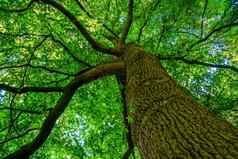 美丽的美国枫香树受欢迎的森林树specie美国自然背景