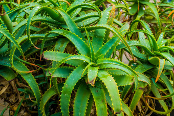 特写镜头克兰兹芦荟植物受欢迎的培养植物specie热带自然背景