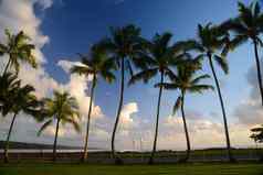 椰子树夏威夷