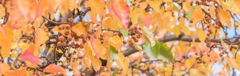 全景绿色橙色黄色的红色的秋天叶子颜色布拉德福德梨梨卡勒里亚纳树