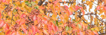 全景绿色橙色黄色的红色的秋天叶子颜色布拉德福德梨梨卡勒里亚纳树