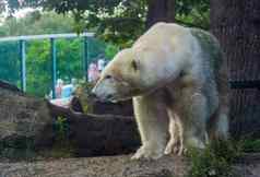 特写镜头极地熊受欢迎的动物园动物熊specie北极海岸
