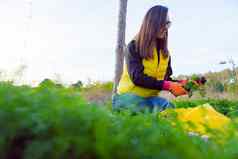 农民持有胡萝卜手收集收获橙色胡萝卜手女农民特写镜头胡萝卜收获花园概念健康的吃