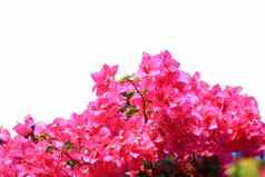 美丽的粉红色的红色的叶子花属盛开的孤立的白色背景明亮的粉红色的红色的叶子花属花花背景叶子花属花纹理背景特写镜头叶子花属树花孤立的白色