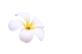 白色plumeria<strong>鸡蛋花</strong>孤立的白色背景昆虫白色plumeria花热带花<strong>鸡蛋花</strong>plumeria盛开的