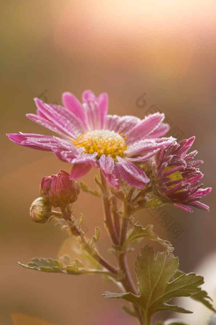 罕见的粉红色的菊花秋天白霜花菊花扎瓦德斯基