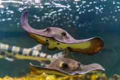 前面特写镜头常见的黄貂鱼游泳水下受欢迎的热带鱼specie大西洋海洋