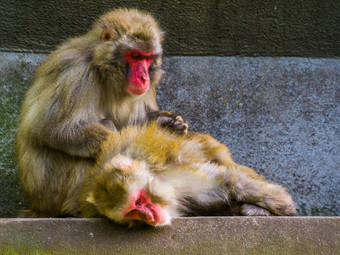 典型的社会灵长类动物行为日本短尾猿夫妇梳理热带<strong>猴子</strong>日本