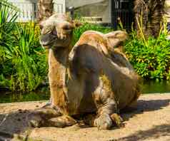 大夏的骆驼脱发动物头发损失受欢迎的动物园动物