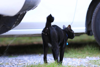 黑色的猫<strong>撒尿</strong>花园黑色的猫<strong>撒尿</strong>能概念火车猫尿尿能猫皮能木填充猫概念厕所。。。猫公寓
