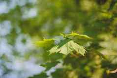 绿色叶子日益增长的树背景早期春天时间