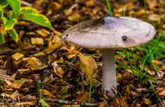 脆菇蘑菇specie真菌发现松柏科的林地晚些时候夏天秋天