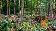 风景利斯博斯森林布雷达森林砍伐保养树树桩减少树分支机构